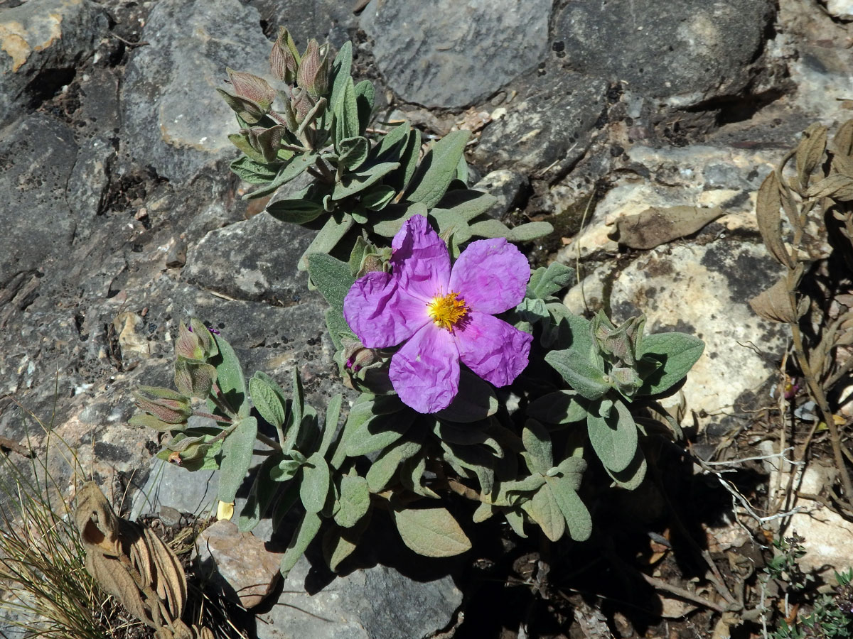 Cist (Cistus albidus L.)