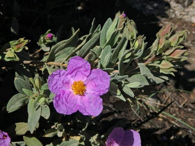 Cist (Cistus albidus L.)