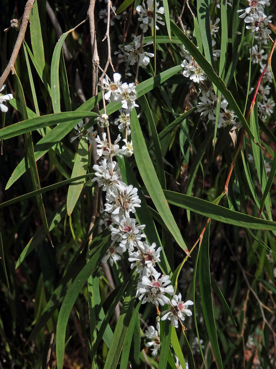 Agonis flexuosa (Muhl. ex Willd.) Sweet