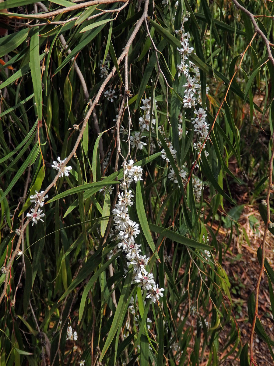 Agonis flexuosa (Muhl. ex Willd.) Sweet