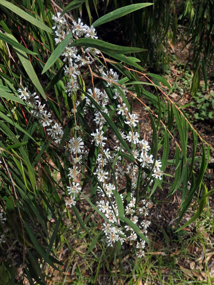 Agonis flexuosa (Muhl. ex Willd.) Sweet