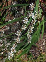 Agonis flexuosa (Muhl. ex Willd.) Sweet