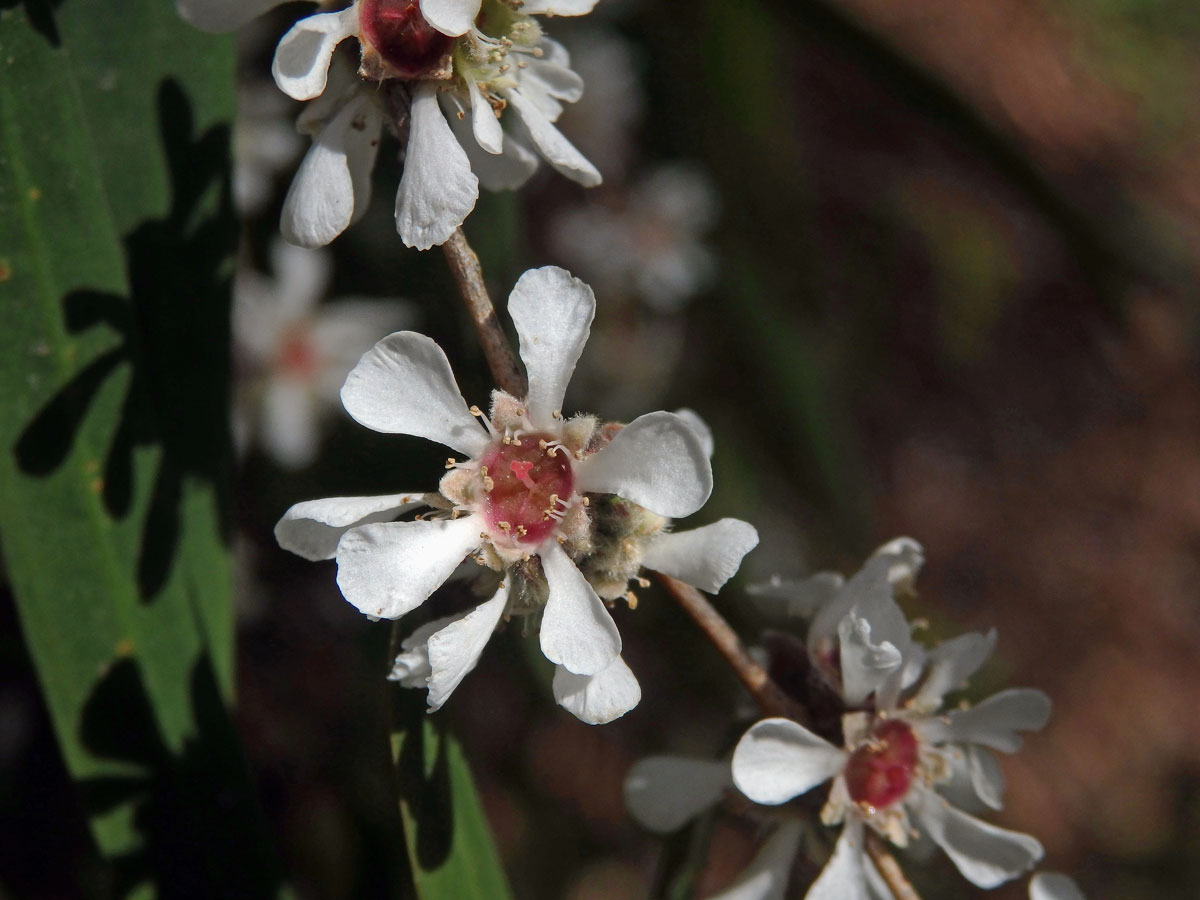 Agonis flexuosa (Muhl. ex Willd.) Sweet