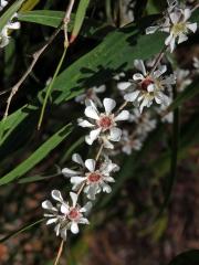 Agonis flexuosa (Muhl. ex Willd.) Sweet
