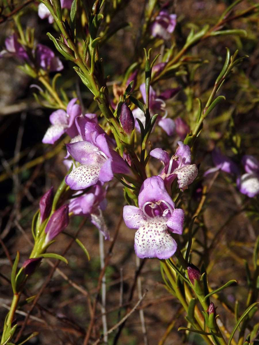 Eremophila divaricata (F. Muell.) F. Muell