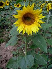 Slunečnice roční (Helianthus annuus L.)