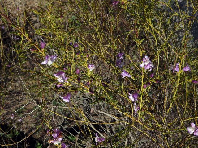 Eremophila divaricata (F. Muell.) F. Muell