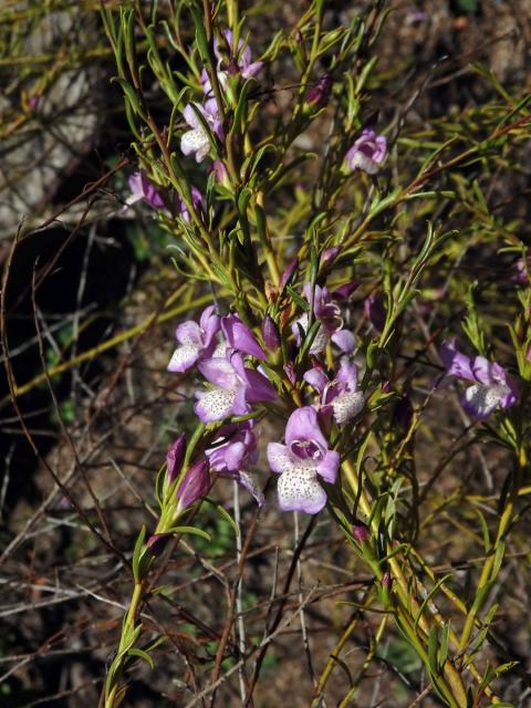 Eremophila divaricata (F. Muell.) F. Muell