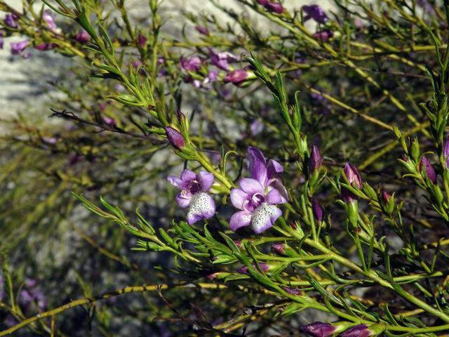 Eremophila divaricata (F. Muell.) F. Muell