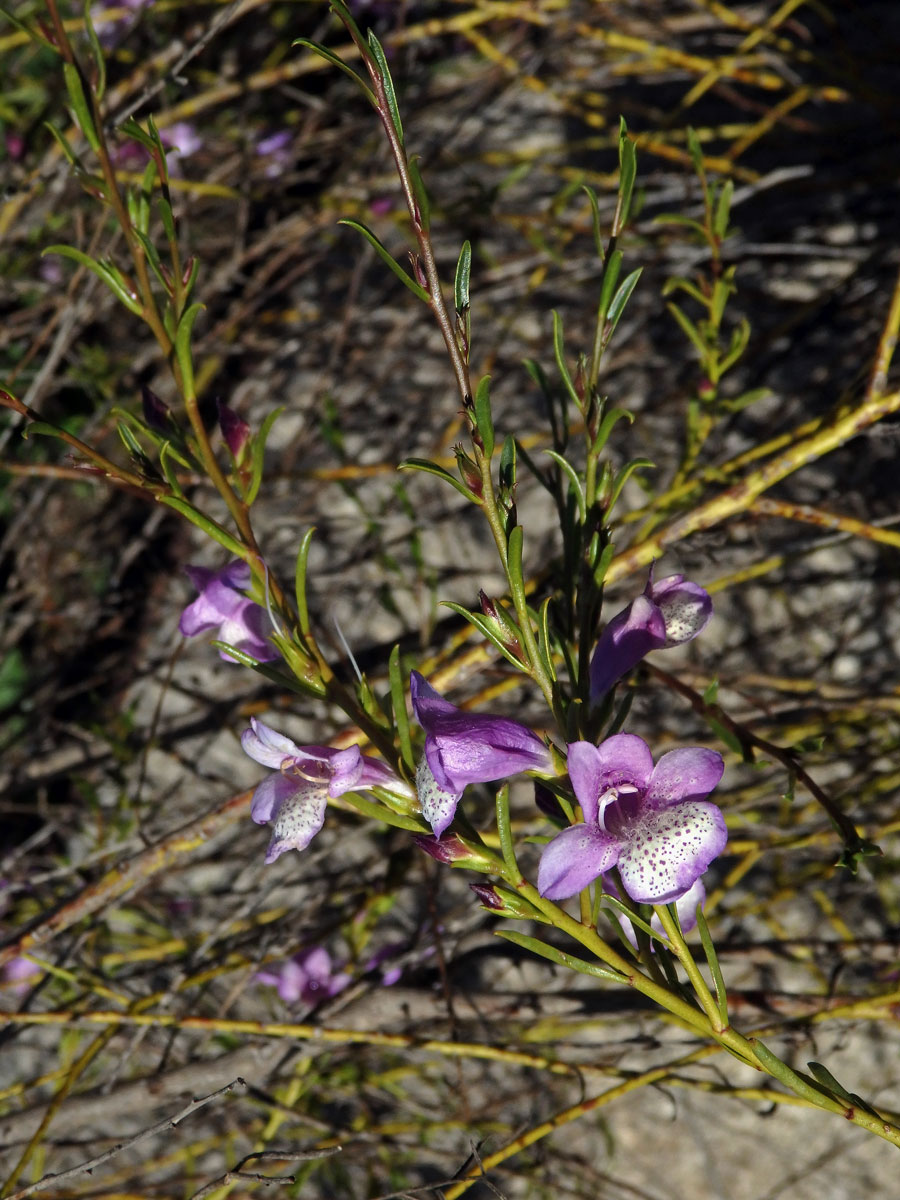 Eremophila divaricata (F. Muell.) F. Muell