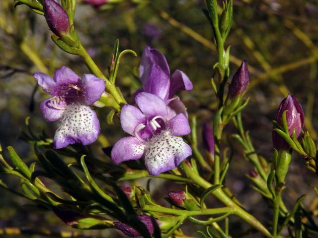 Eremophila divaricata (F. Muell.) F. Muell