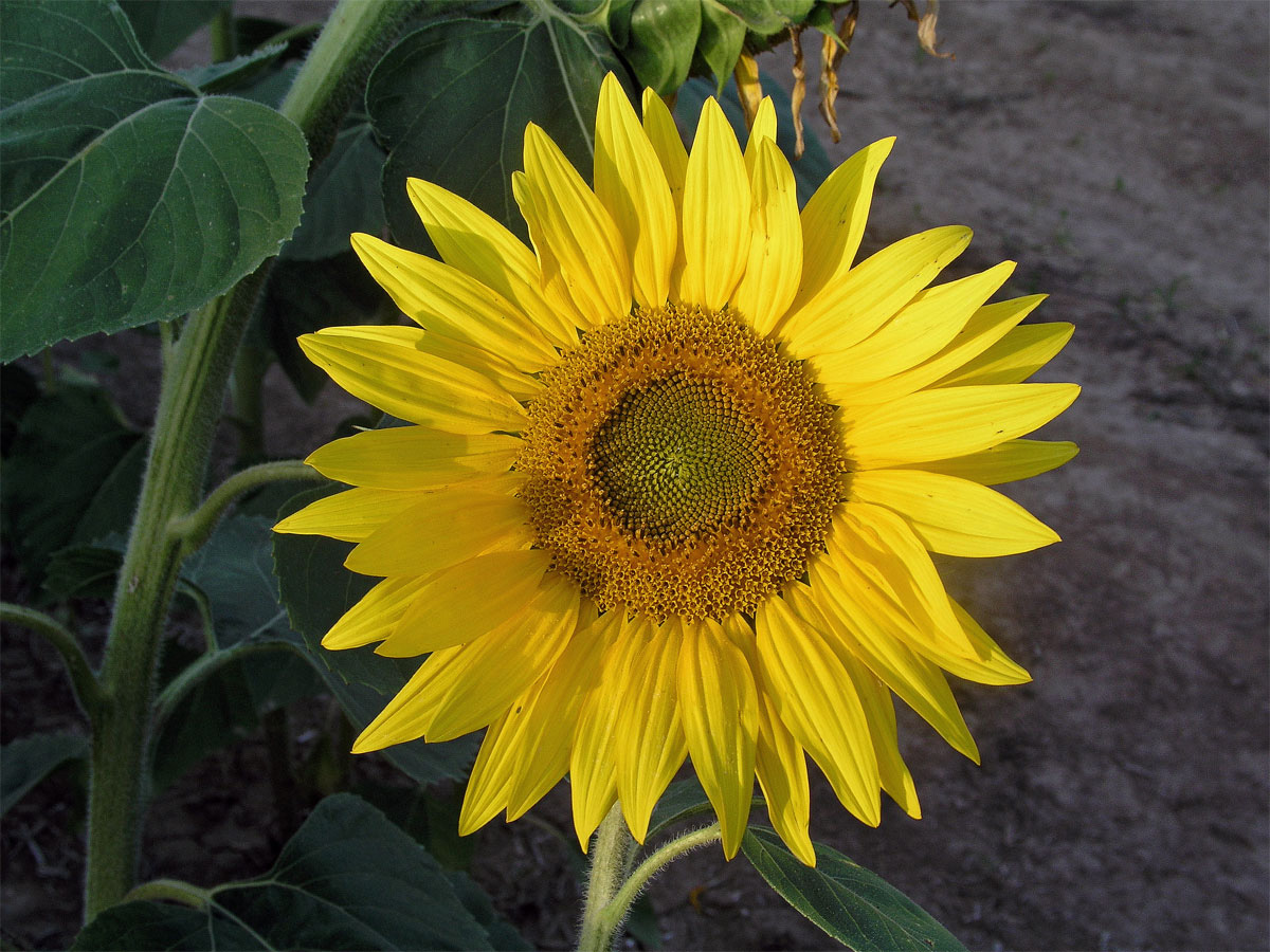 Slunečnice roční (Helianthus annuus L.)