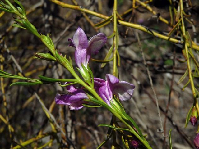 Eremophila divaricata (F. Muell.) F. Muell