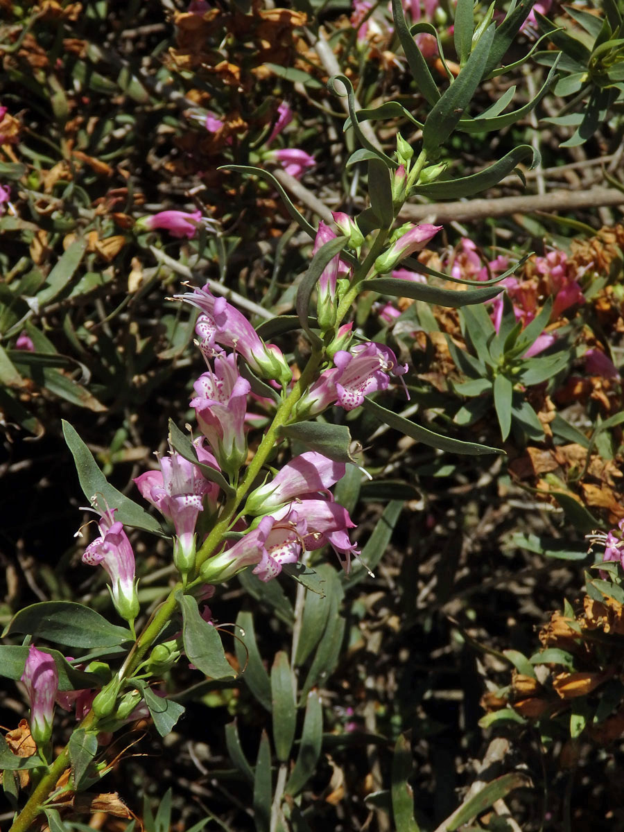 Eremophila laanii F. Muell