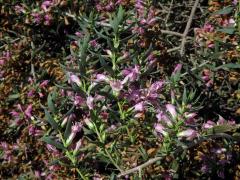 Eremophila laanii F. Muell