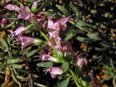 Eremophila laanii F. Muell