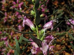 Eremophila laanii F. Muell