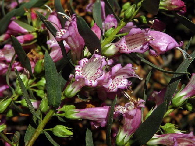 Eremophila laanii F. Muell