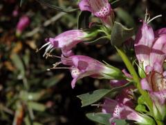 Eremophila laanii F. Muell