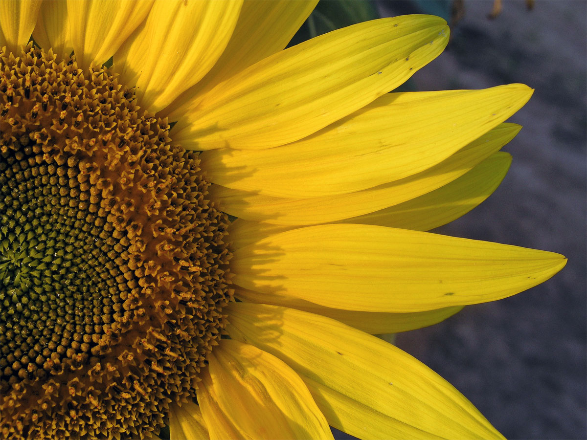 Slunečnice roční (Helianthus annuus L.)