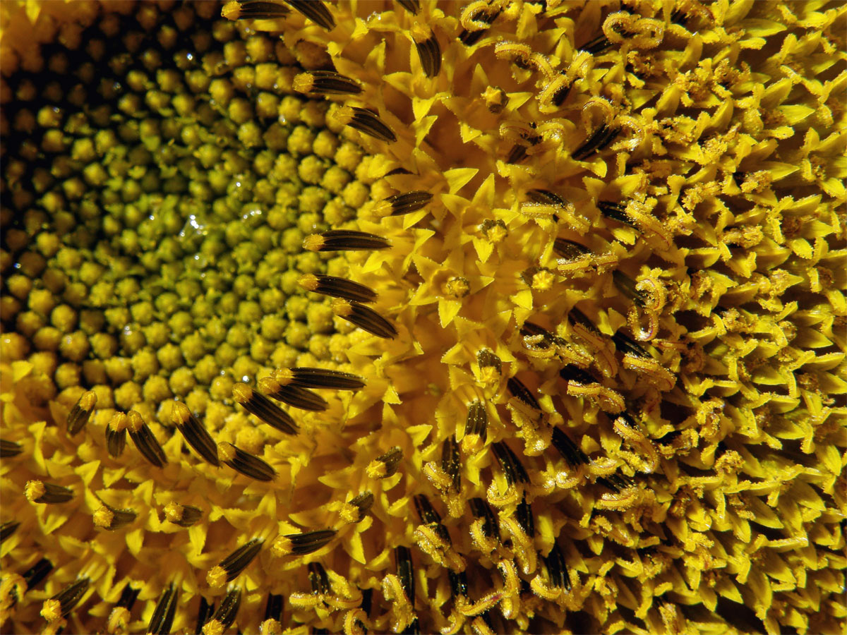 Slunečnice roční (Helianthus annuus L.)