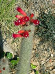 Cleistocactus straussi (Heese) Backeb.