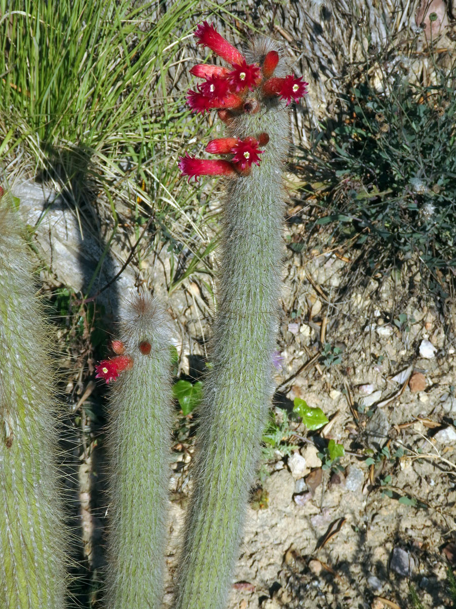 Cleistocactus straussi (Heese) Backeb.