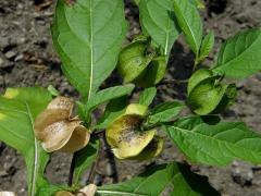 Lilík mochyňovitý (Nicandra physalodes (L.) Gaertn.)