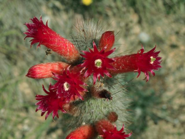 Cleistocactus straussi (Heese) Backeb.