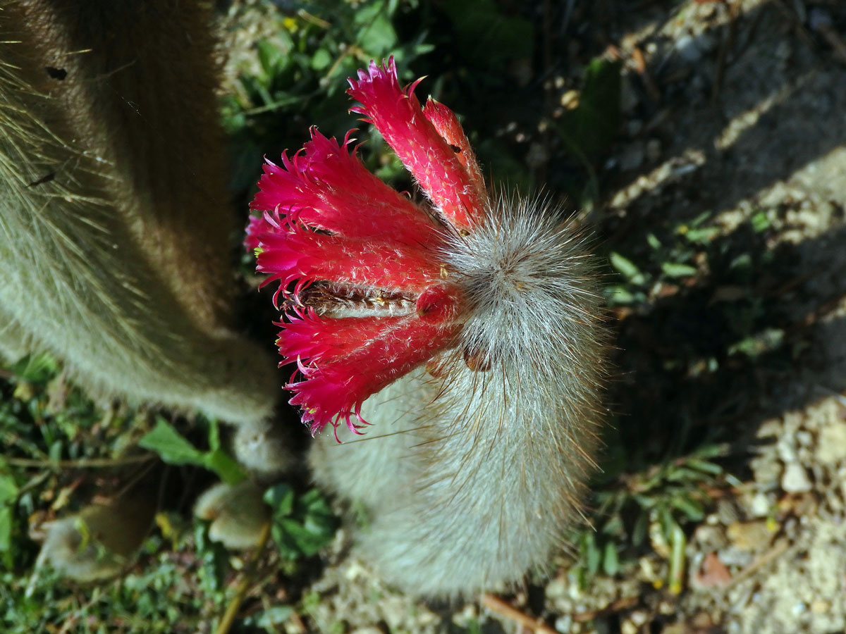 Cleistocactus straussi (Heese) Backeb.