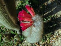 Cleistocactus straussi (Heese) Backeb.