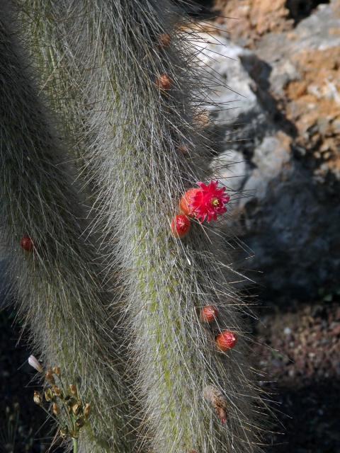 Cleistocactus straussi (Heese) Backeb.