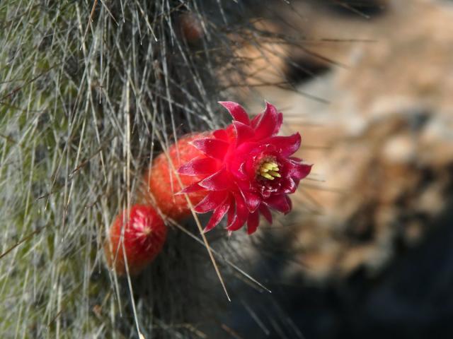 Cleistocactus straussi (Heese) Backeb.