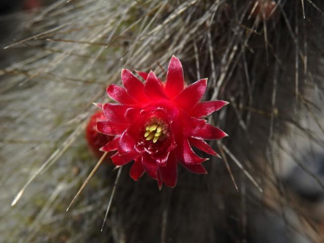 Cleistocactus straussi (Heese) Backeb.