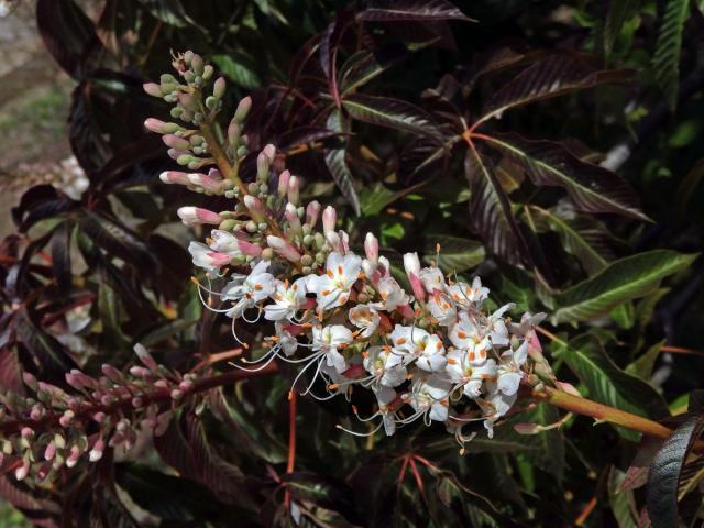 Jírovec kalifornský (Aesculus californica (Spach) Nutt.)