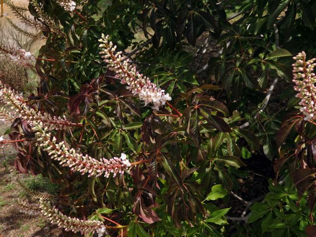 Jírovec kalifornský (Aesculus californica (Spach) Nutt.)