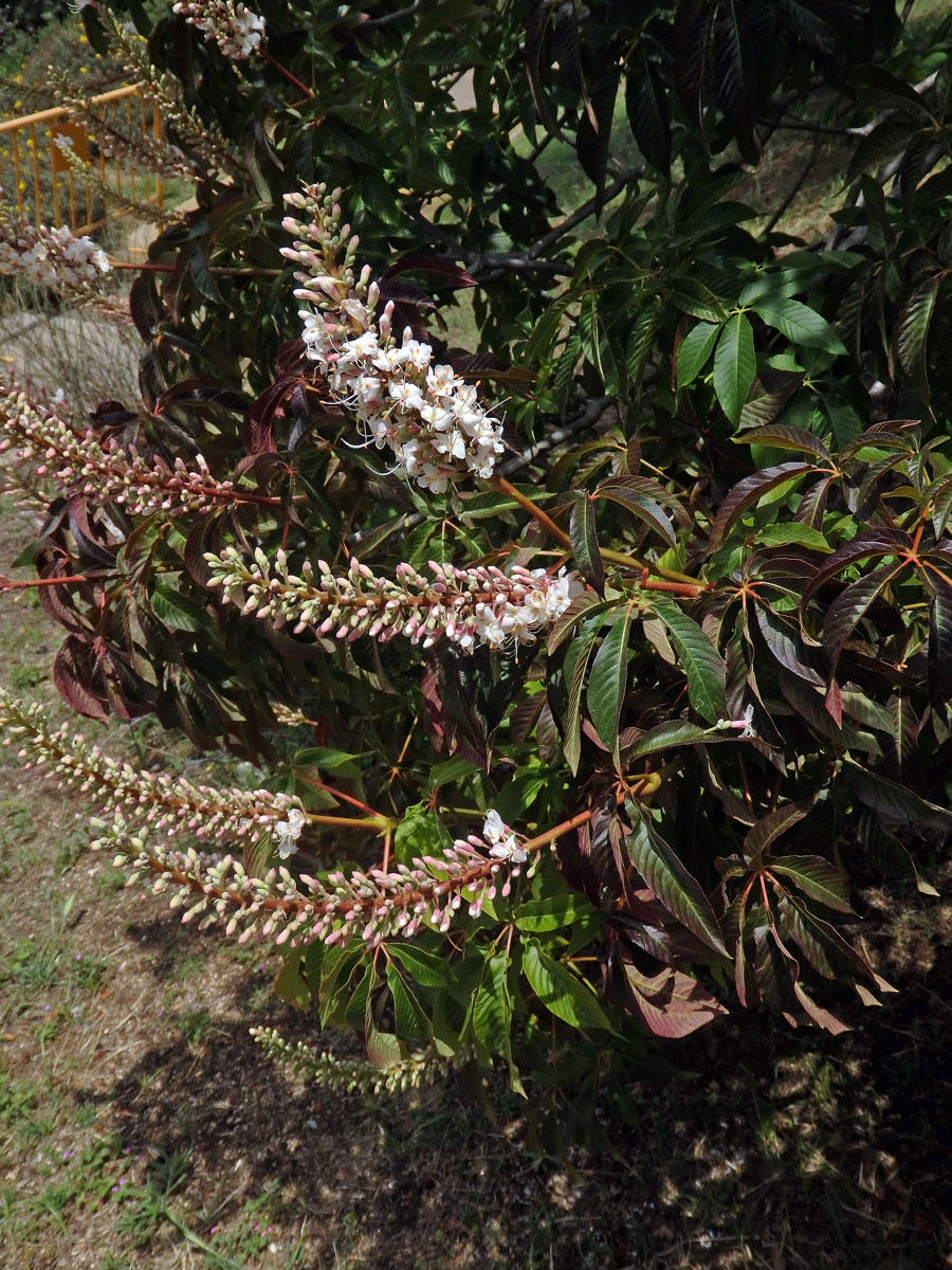 Jírovec kalifornský (Aesculus californica (Spach) Nutt.)