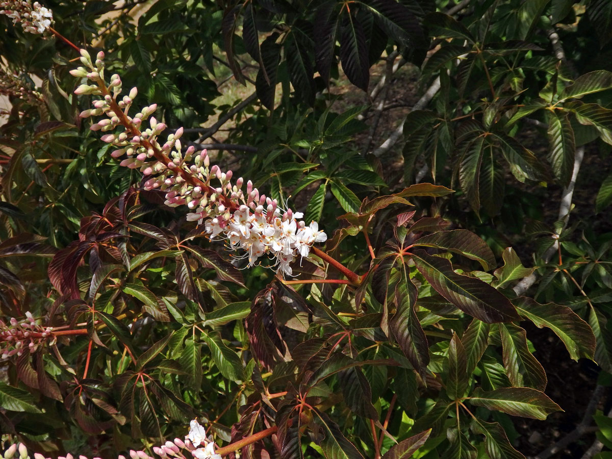 Jírovec kalifornský (Aesculus californica (Spach) Nutt.)