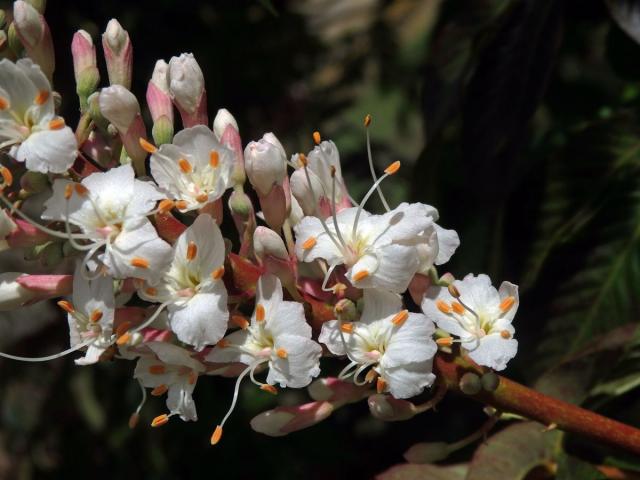 Jírovec kalifornský (Aesculus californica (Spach) Nutt.)