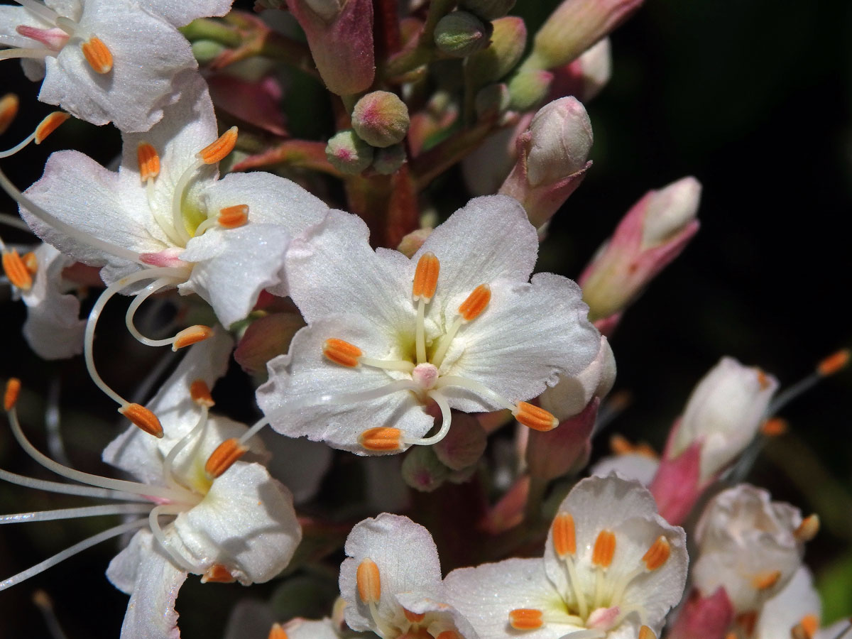 Jírovec kalifornský (Aesculus californica (Spach) Nutt.)