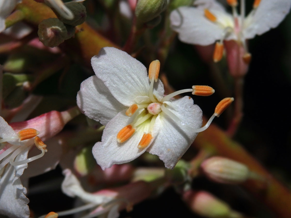 Jírovec kalifornský (Aesculus californica (Spach) Nutt.)