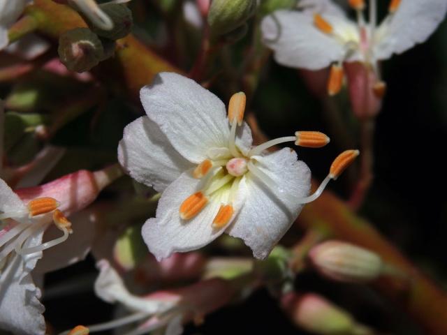 Jírovec kalifornský (Aesculus californica (Spach) Nutt.)