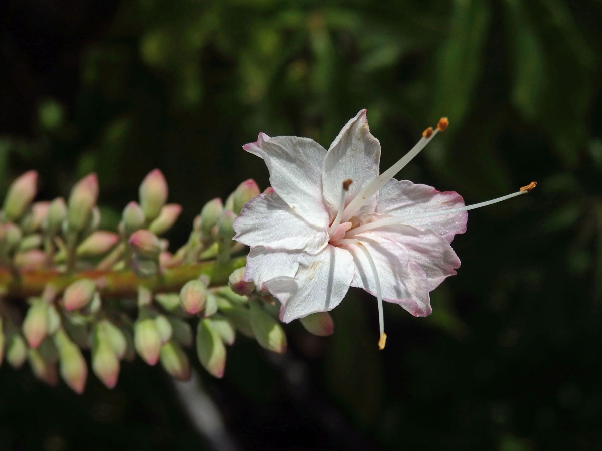 Jírovec kalifornský (Aesculus californica (Spach) Nutt.)