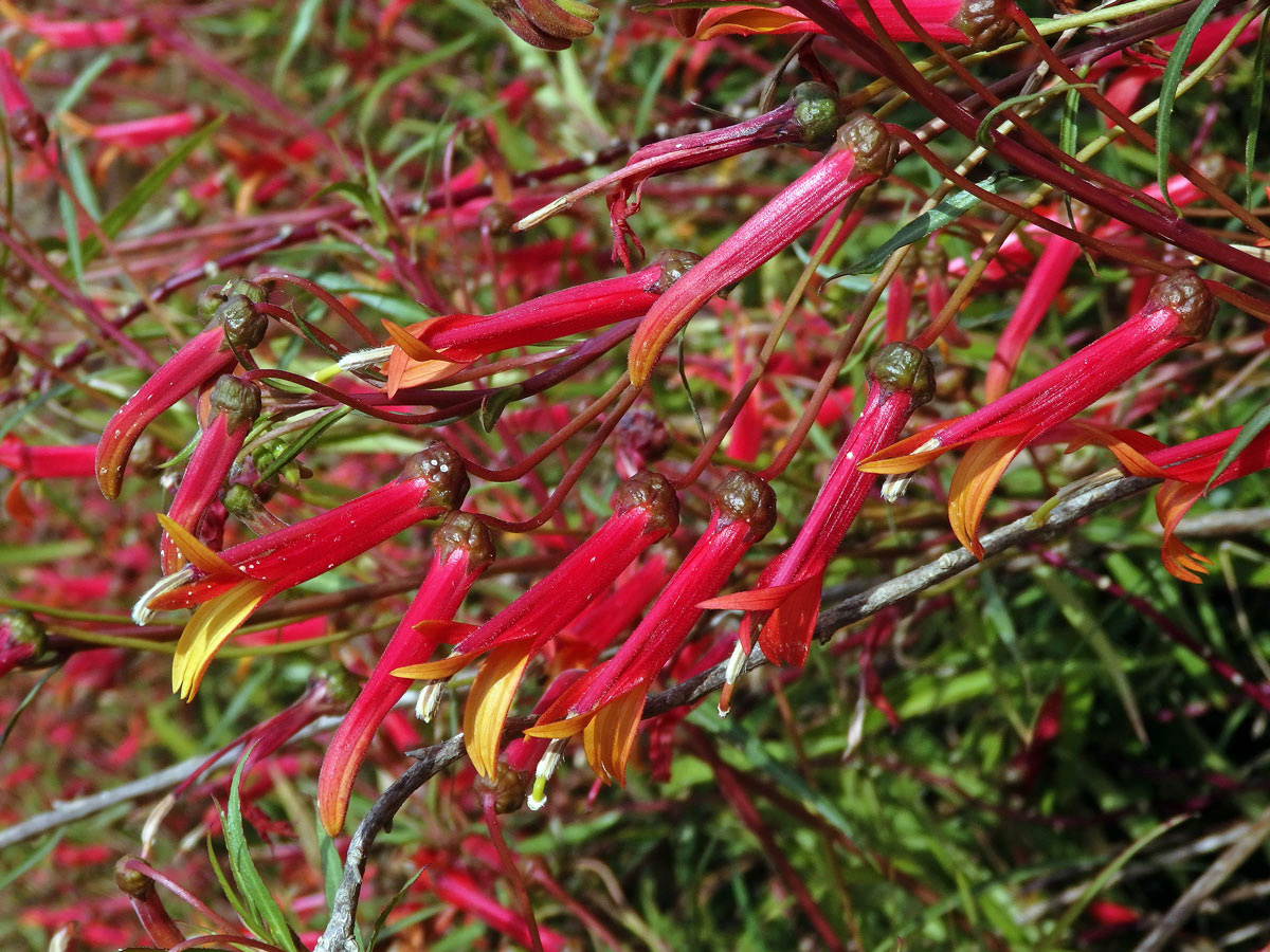 Lobelka (Lobelia laxiflora Kunth)