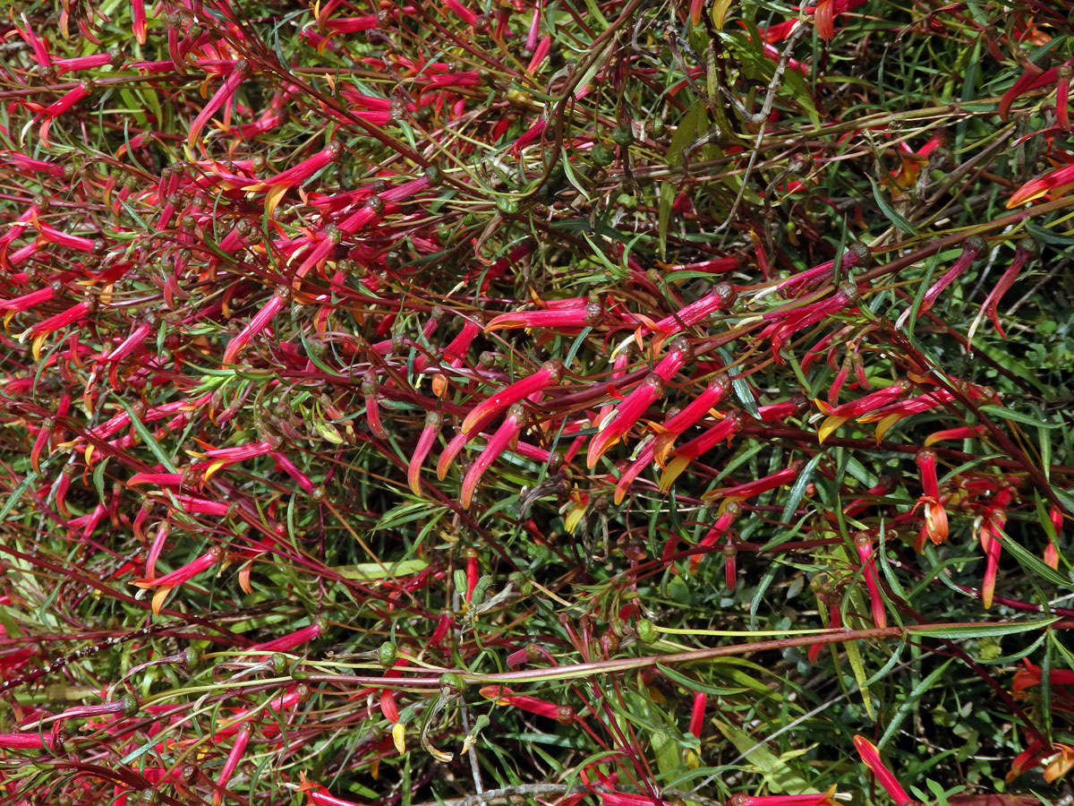 Lobelka (Lobelia laxiflora Kunth)