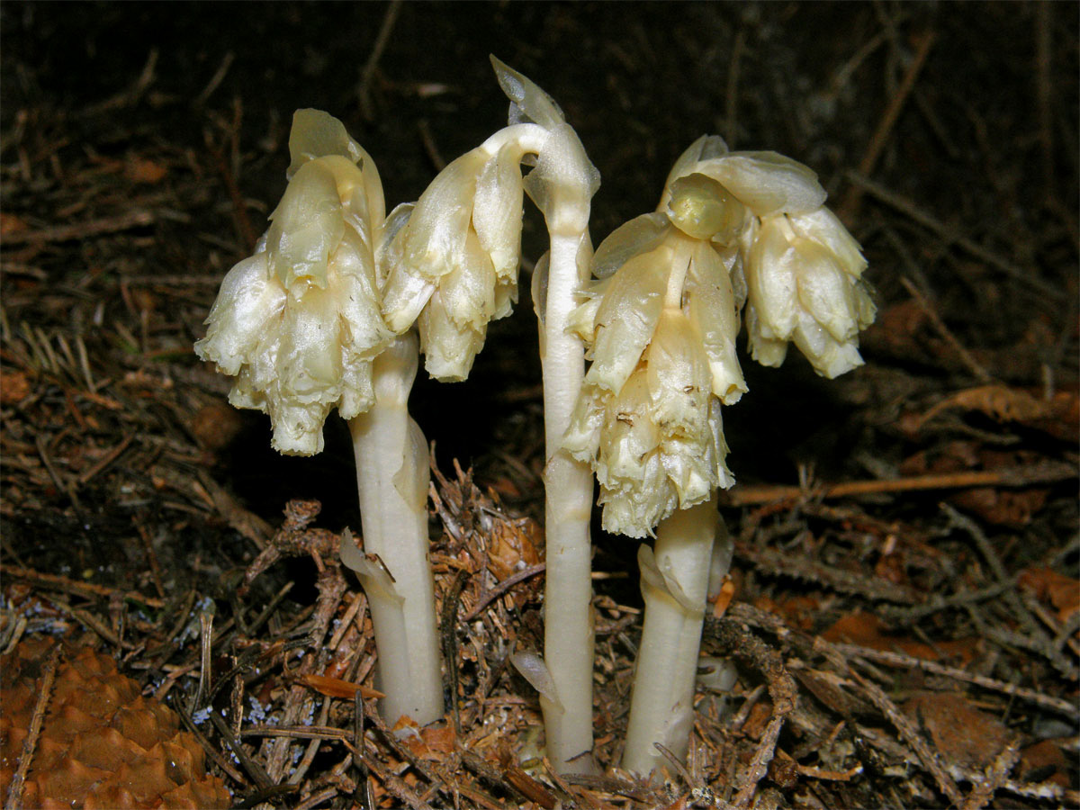 Hnilák smrkový (Monotropa hypopitys L.)