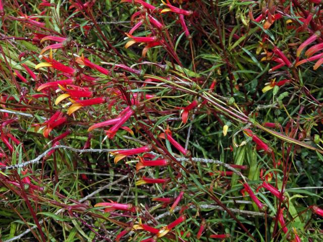 Lobelka (Lobelia laxiflora Kunth)