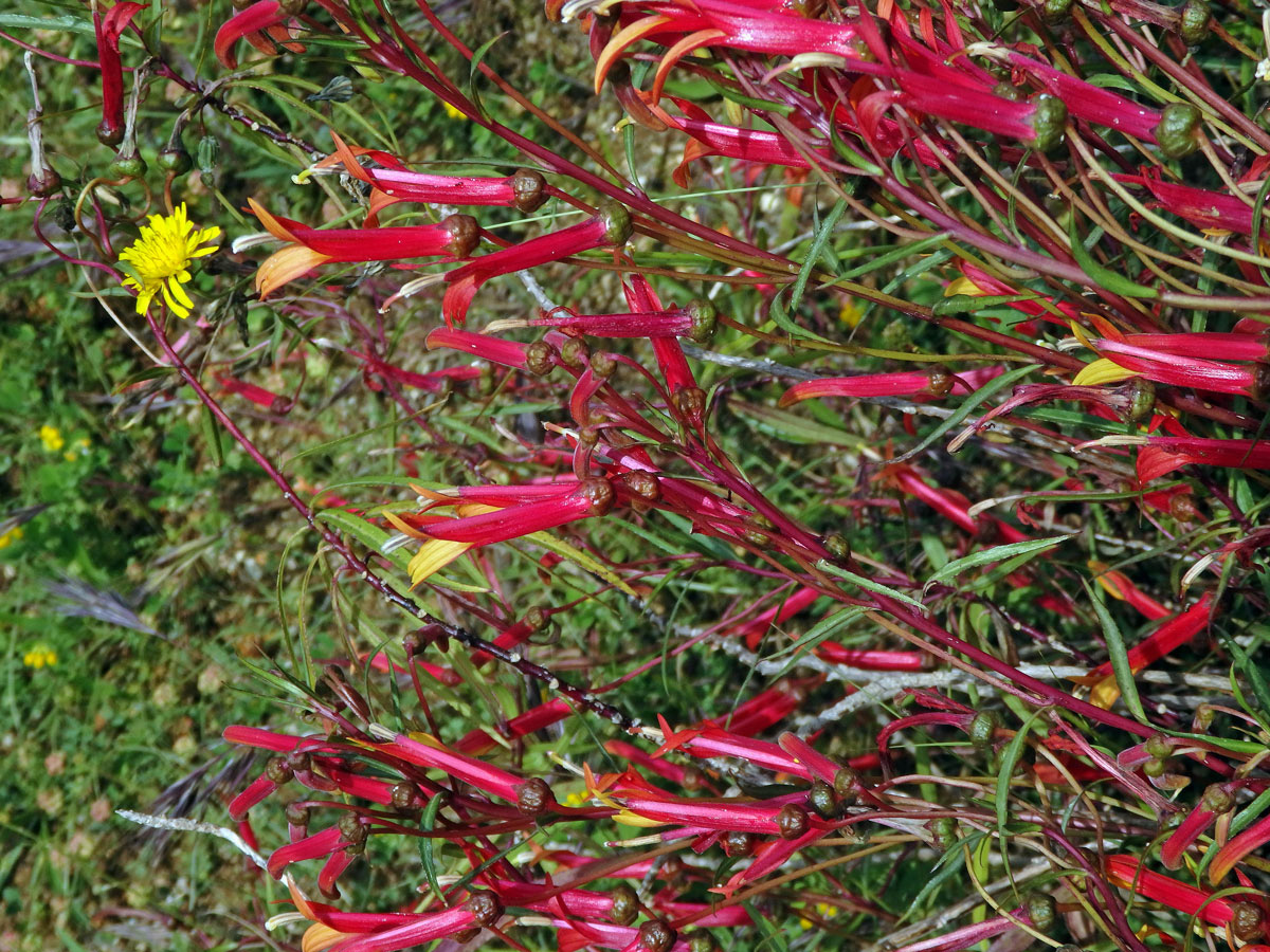 Lobelka (Lobelia laxiflora Kunth)