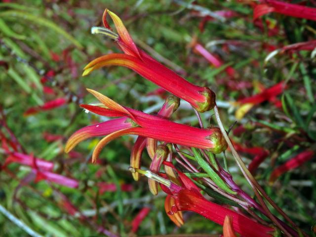 Lobelka (Lobelia laxiflora Kunth)