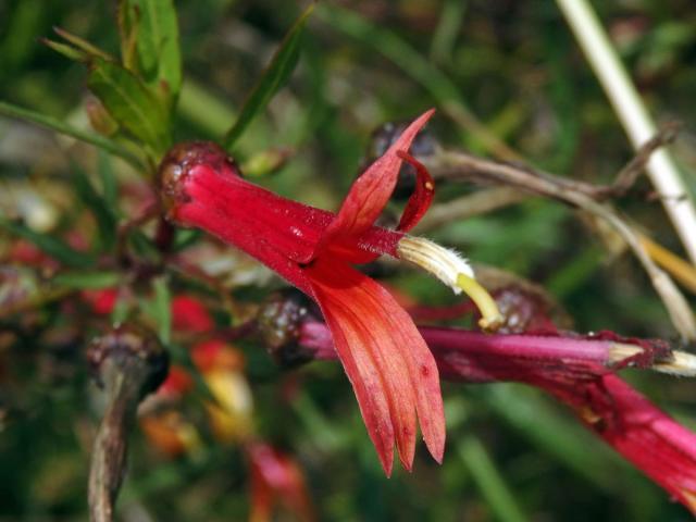 Lobelka (Lobelia laxiflora Kunth)